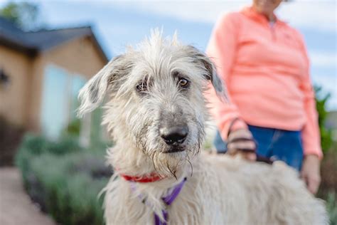 shaggy dog pictures|medium sized shaggy dogs.